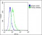 THBD Antibody (N-Term)